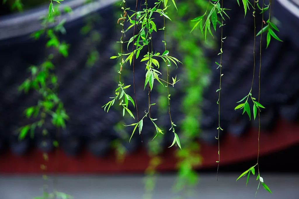 夜话丨听，这是春天的声音