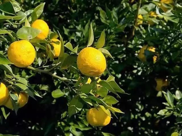 柚子养肤卸妆啫喱,柚子卸妆啫喱优惠