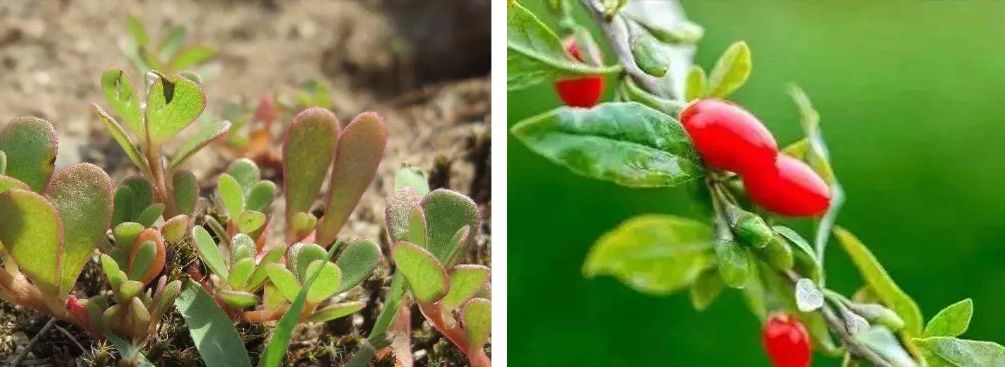 张柏芝同款防晒霜辨真假,明星黄圣依卖的防晒霜