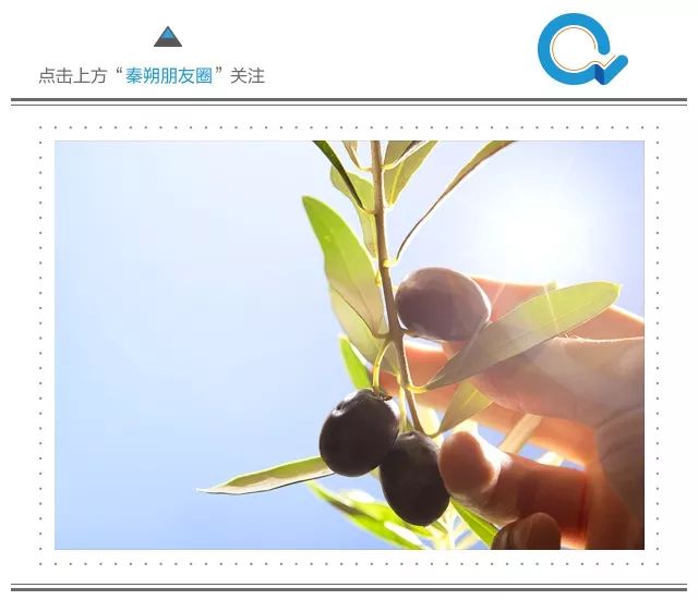 橄榄生长省份,橄榄生长在土里么