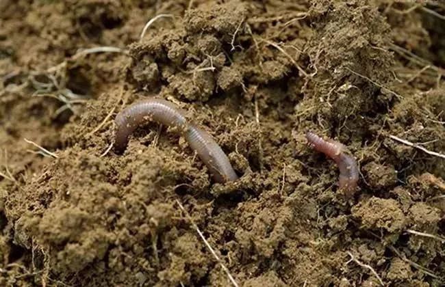 世界上最珍贵的蚯蚓,蚯蚓真的能排出那么多蚯蚓粪