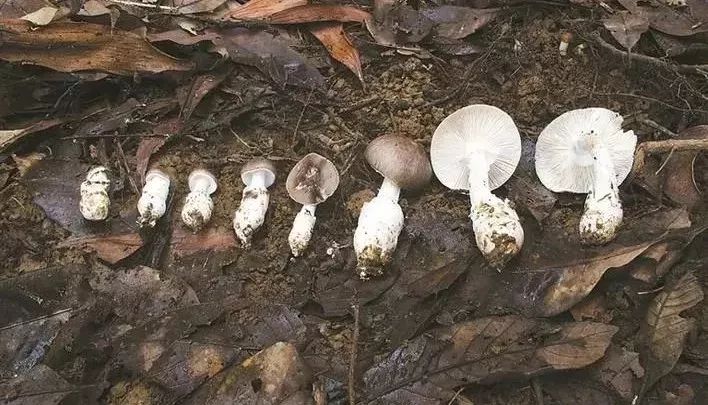 2017毒蘑菇中毒指南,广东进入毒蘑菇高发季节