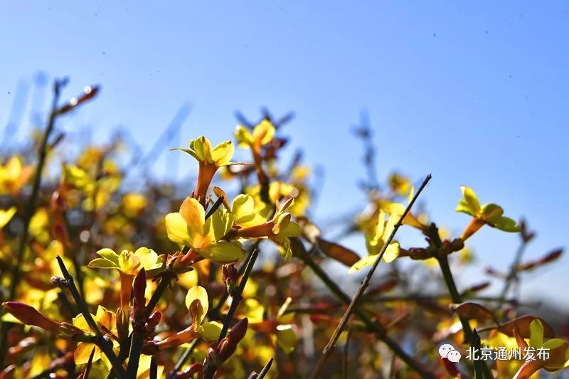 美得不像话！通州玉兰花开早腊梅绽放报春来