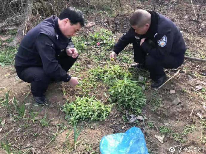 把*粟罂**当菜种植300余株邓州七旬老人被处罚