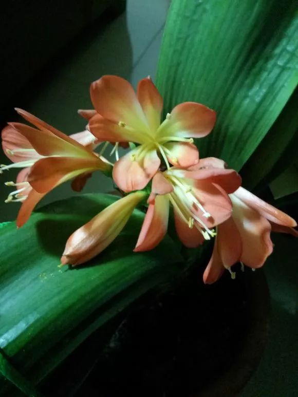 怎样预防和处理君子兰夹箭问题,君子兰夹箭最有效的处理办法