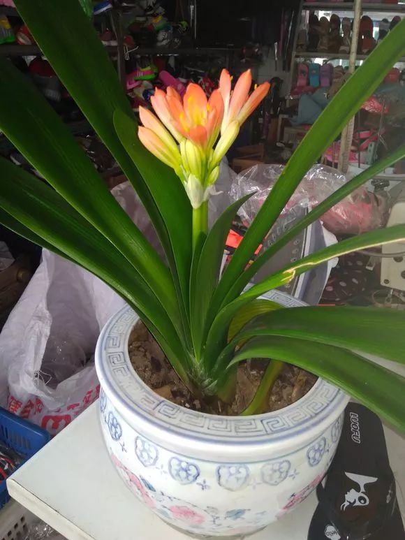 怎样预防和处理君子兰夹箭问题,君子兰夹箭最有效的处理办法