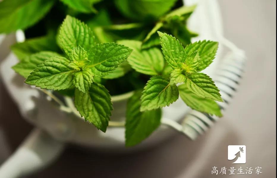 春天里要吃的四大黄金野菜,春天不可辜负的六种野菜