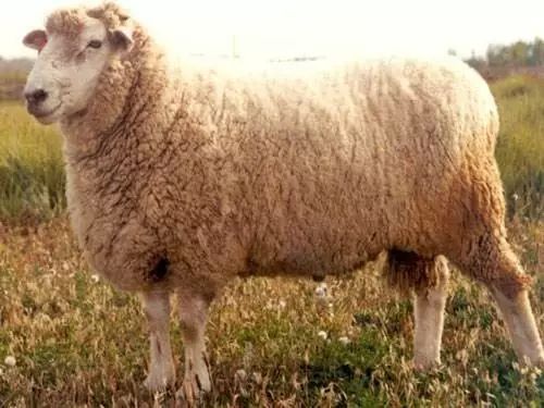 羊品种视频大全,福克羊品种大全