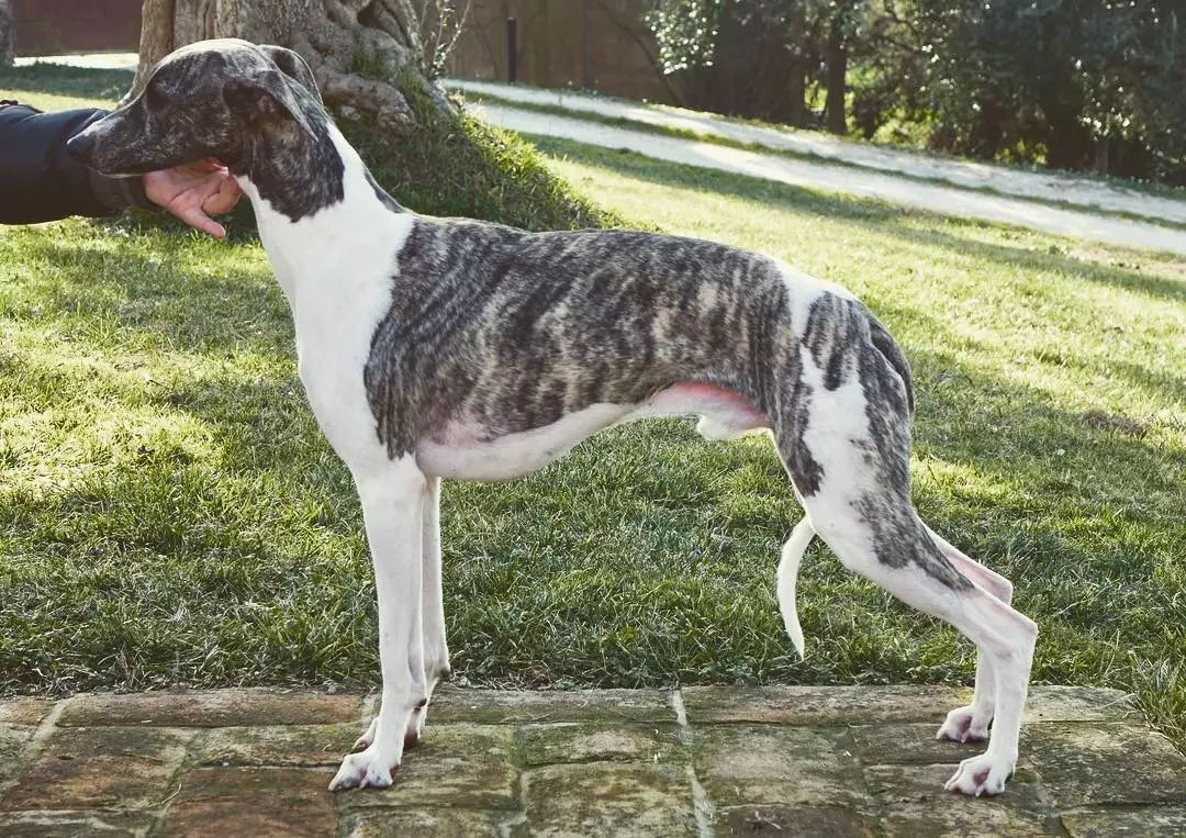 除了长得像绵羊之外,这种狗还另类得可怕!|犬种