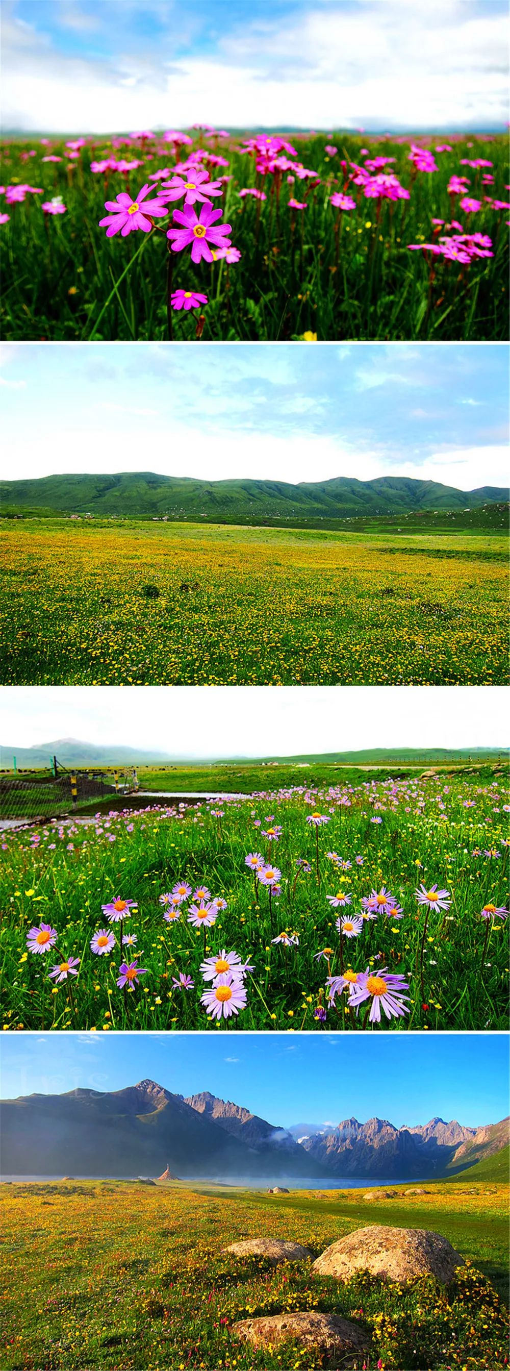 景观花海攻略,花海踏春旅游景点
