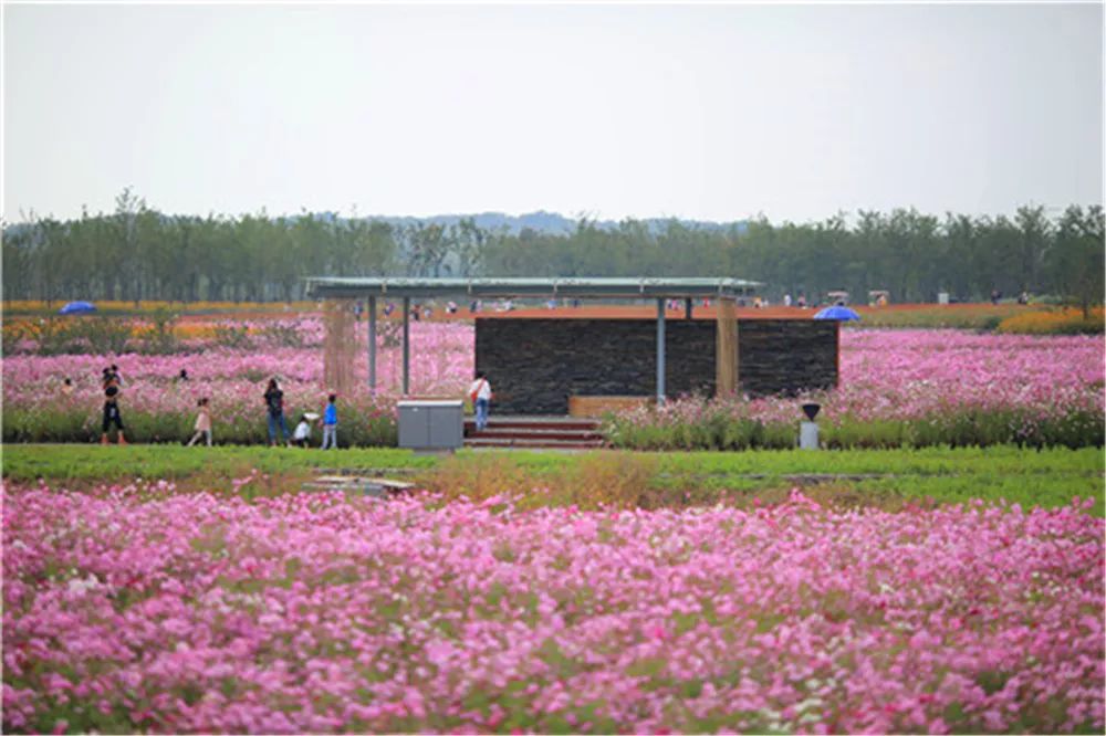 景观花海攻略,花海踏春旅游景点