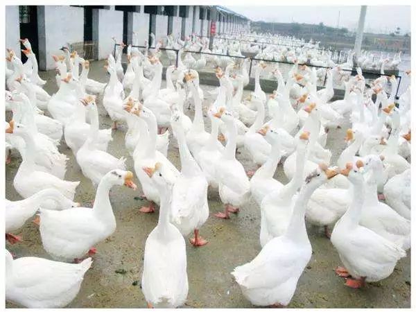 未来一两年养鹅市场行情,今年养鹅的市场行情好吗
