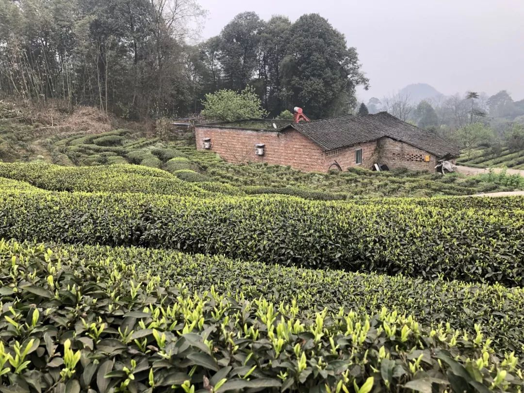 五粮液最近销量怎么样,五粮液逆势前后对比