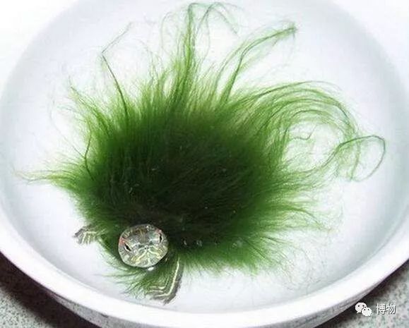 9102年了,别再用“人造”伤害动物和买家