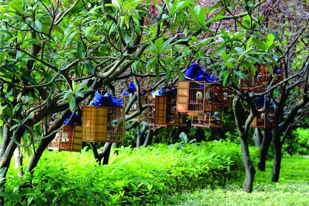 鍗楃楦熺鏂囧寲,楦熺鏂囧寲鐮旂┒