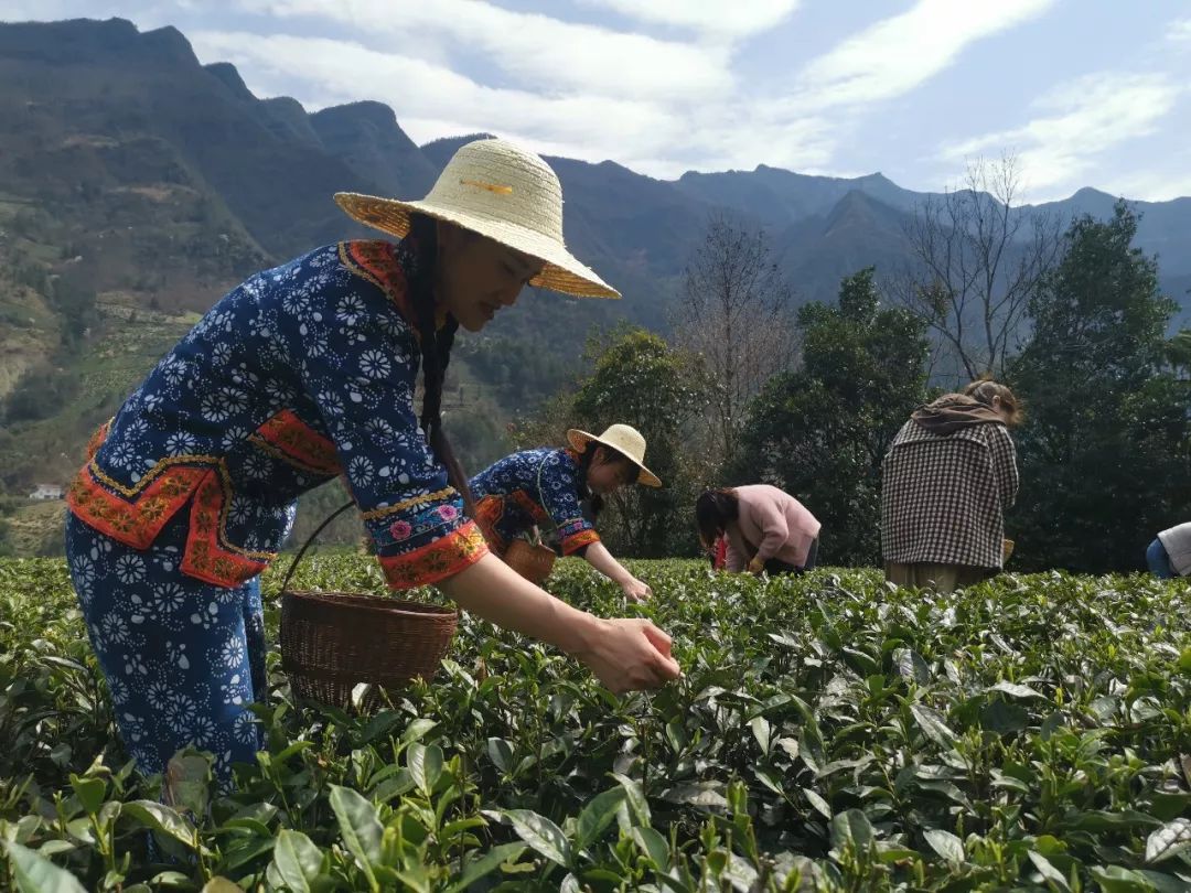 *花采**毛尖春茶今日开园，首批茶农搭上茶产业扶贫直通车