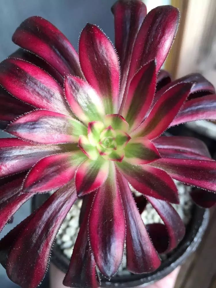 3·15消费者维权日又到了，你在花草上挨过“坑”吗？