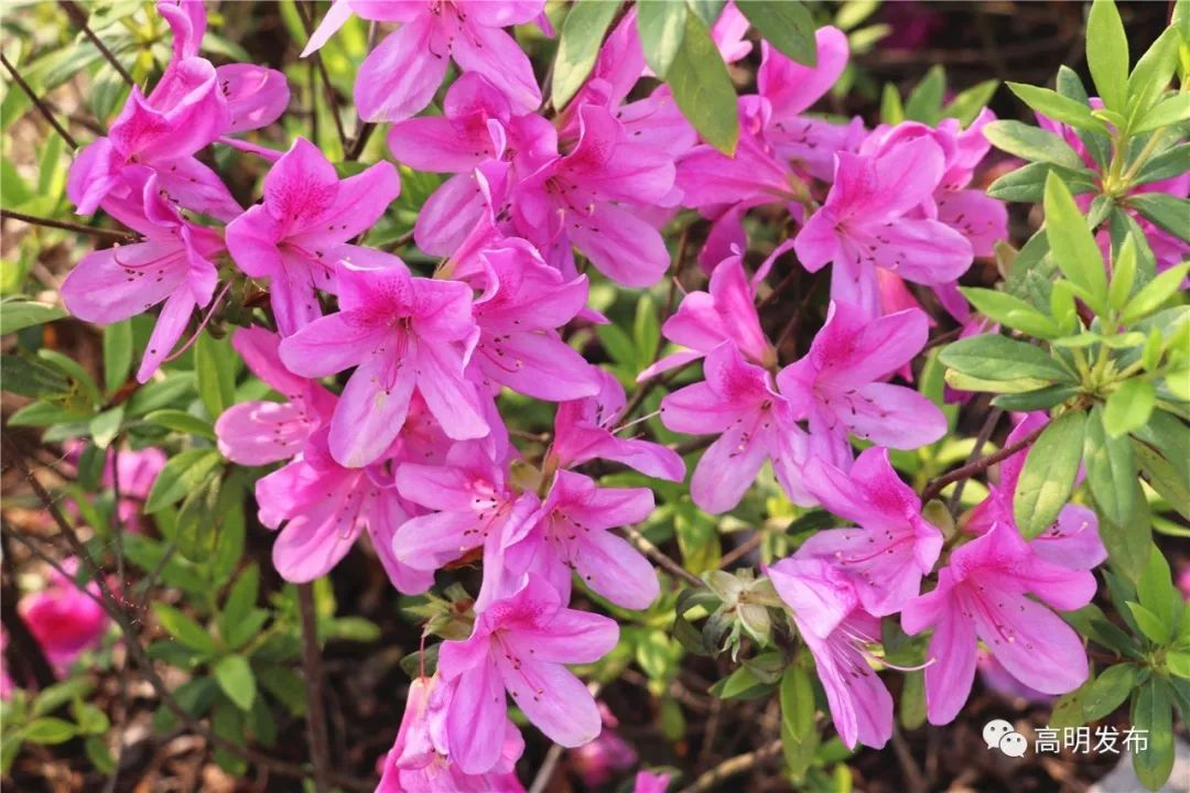 禾雀花美翻三月天,禾雀花盛开美翻三月天