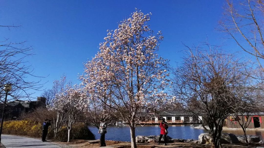 玉兰初绽,玉兰绽放春天如约而至