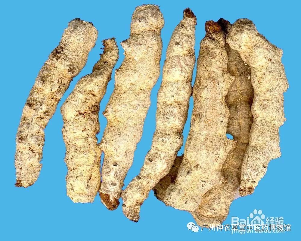 中药丨幼蚕与白僵菌的相遇