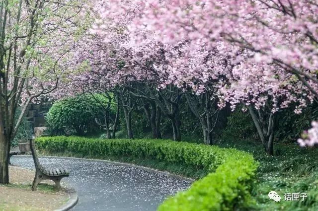 万花丛中,拍照选哪枝?话匣妹手把手教你过春天