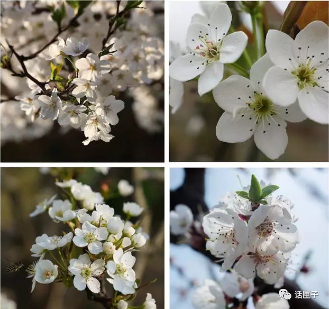 万花丛怎么拍照,万花丛中拍照技巧