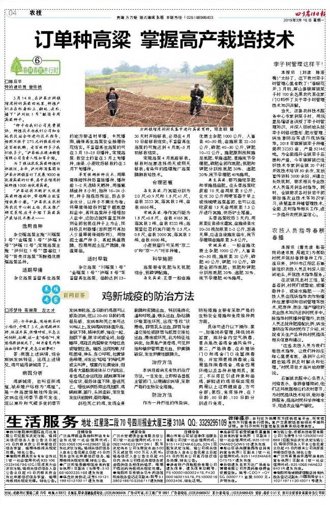 鸡新城疫的防治方法,鸡新城疫的症状与防治