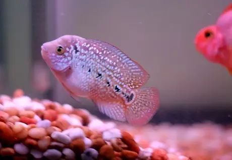 闆岄泟楸肩殑姝ｇ‘閰嶅鏂规硶,绉嶉奔濡備綍閰嶅