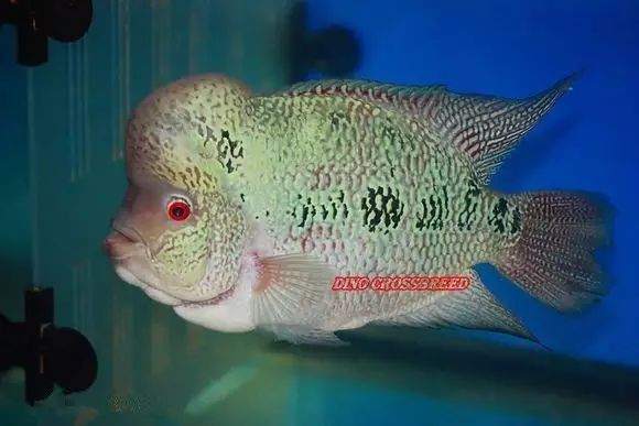 闆岄泟楸肩殑姝ｇ‘閰嶅鏂规硶,绉嶉奔濡備綍閰嶅