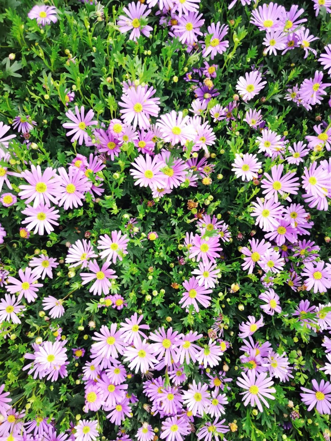 西安最大花卉交易市场,西安朱宏路丰产路巨坤花卉市场