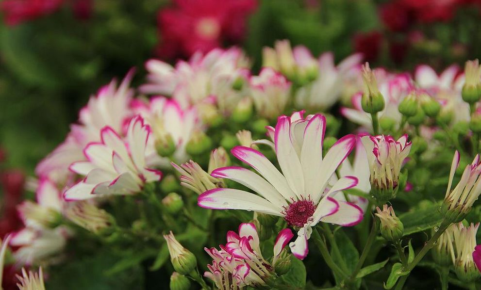 西安最大花卉交易市场,西安朱宏路丰产路巨坤花卉市场