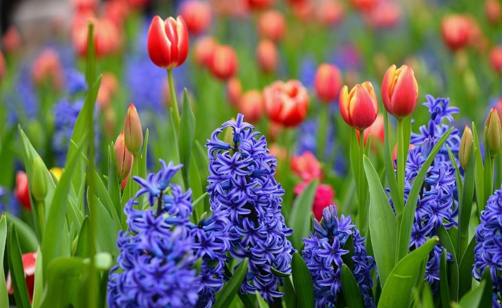 西安最大花卉交易市场,西安朱宏路丰产路巨坤花卉市场