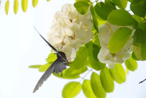 郑州周边踏青采摘野菜,郑州自驾踏青赏花好去处