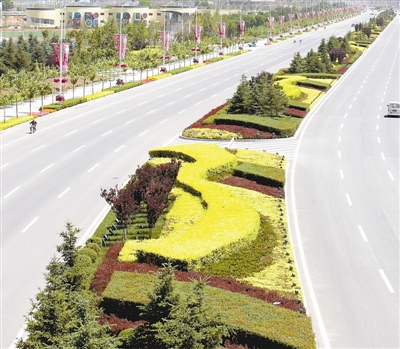 金叶榆的简介,大叶金叶榆品种大全