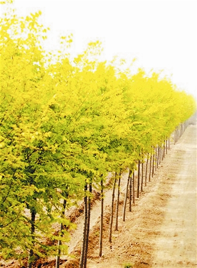 金叶榆的简介,大叶金叶榆品种大全