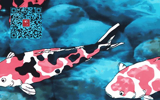 锦鲤的饲养方法及注意事项,锦鲤养到最后鱼友为什么不想养了