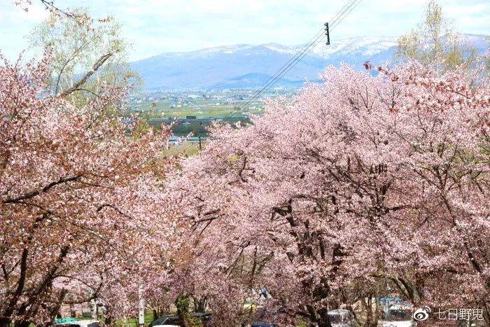 2019年日本大赏排行榜,2018全日本赏樱花旅游攻略