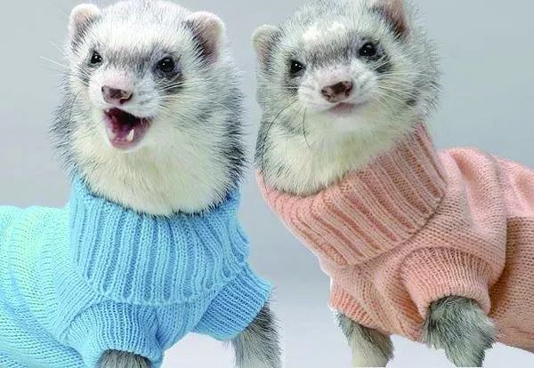 萌宠雪貂多少钱一只啊,萌宠雪貂的视频