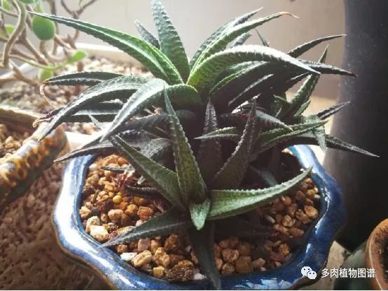 十二卷的养护注意事项,十二卷夏季如何养护