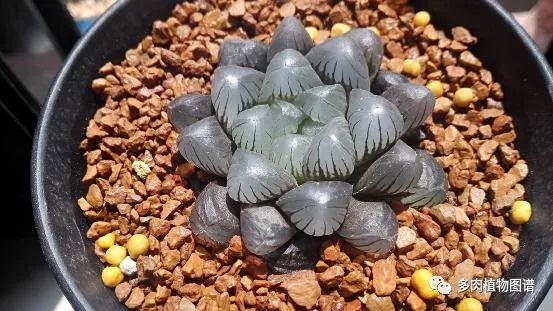 十二卷的养护注意事项,十二卷夏季如何养护