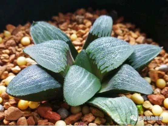 十二卷的养护注意事项,十二卷夏季如何养护