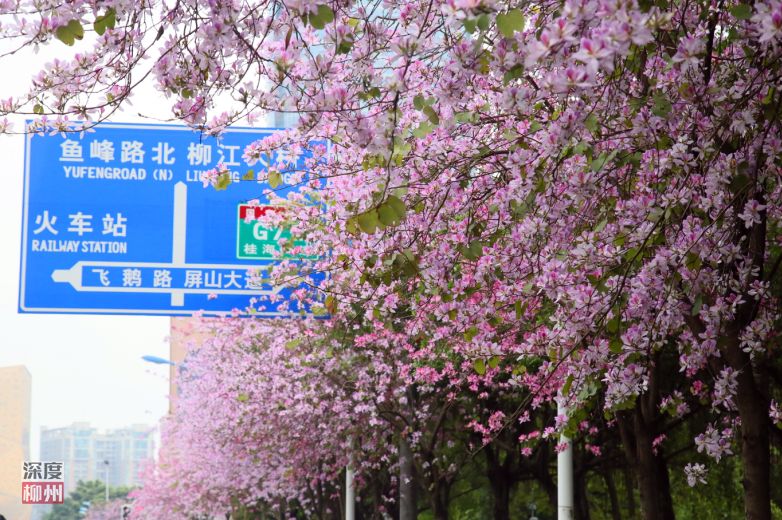 螺蛳粉征服世界,螺蛳粉征服全世界