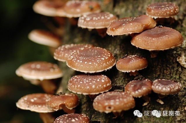 即刻出发旅游怎么样,康县自由行攻略