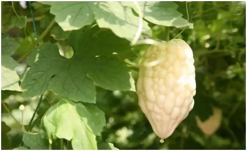 能快速致富的14种商机,目前最能致富的商机是什么