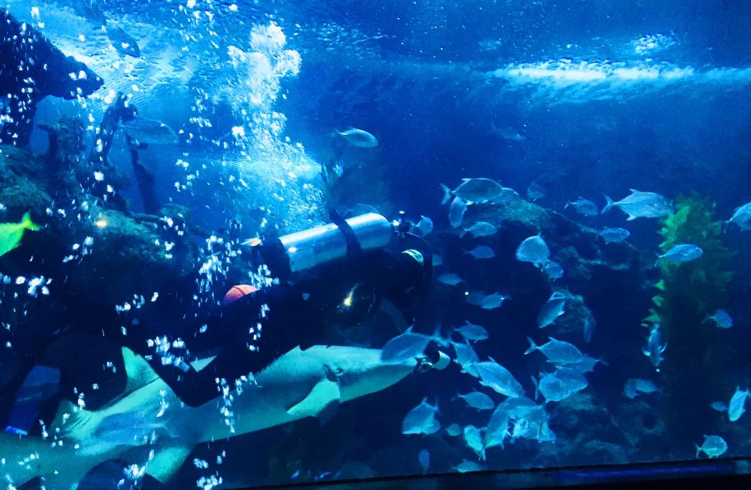 聊城海底世界游玩攻略,从聊城出发亲子游