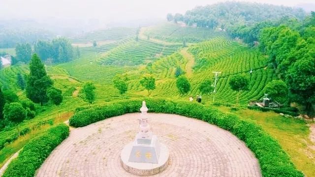 风月无边,茶事正好!这几座茶园里,藏着湖北最美的春天