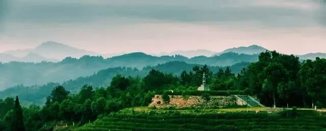 风月无边,茶事正好!这几座茶园里,藏着湖北最美的春天