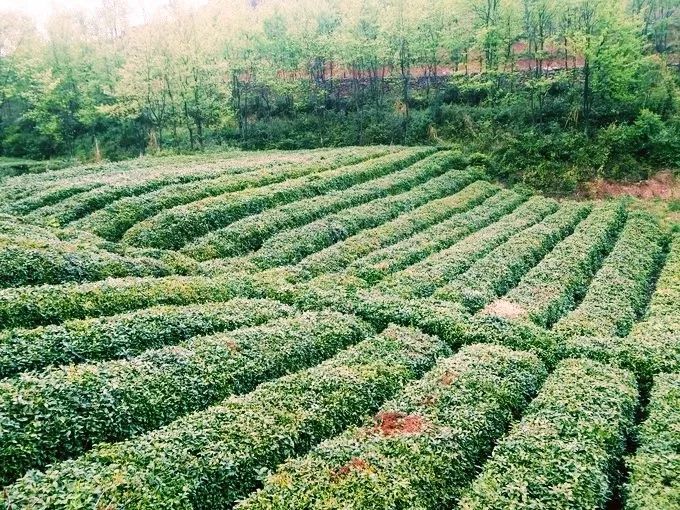 风月无边,茶事正好!这几座茶园里,藏着湖北最美的春天