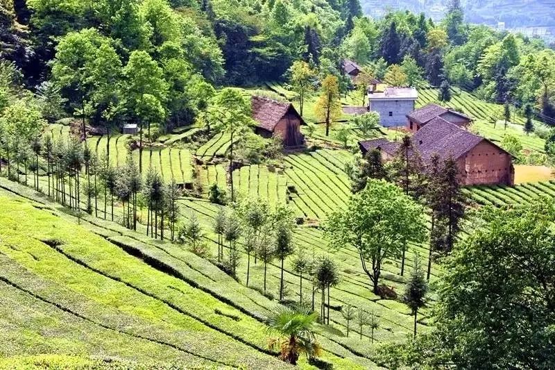 风月无边，茶事正好！这几座茶园里，藏着湖北最美的春天