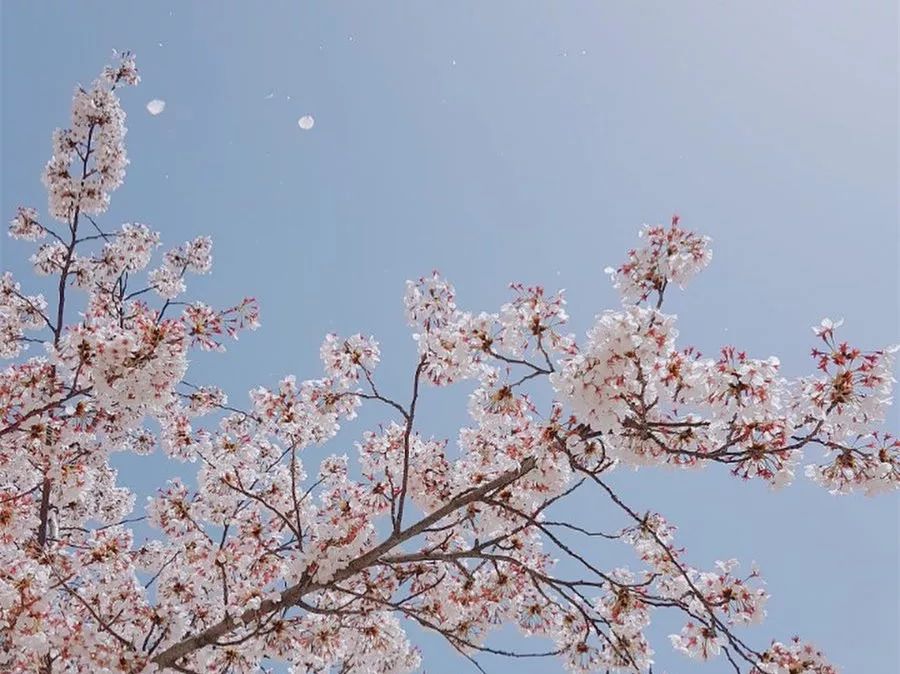 韩国三大悬案失踪案在哪看,韩国三十年未解悬案五少年失踪